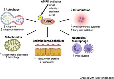 Targeting AMP-activated protein kinase in sepsis